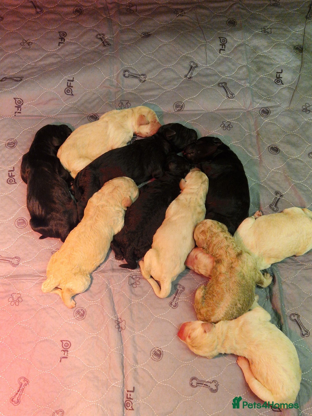 Goldendoodle dogs for sale: Quality goldendoodle puppies  - Image 5