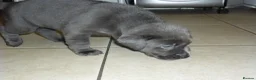 Labrador Retriever dogs for sale: 7 BEAUTIFUL FRIENDLY PUPPIES FOR SALE  - Advert 10