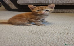 Mixed Breed cats for sale: Kittens Ready Now - Image 11