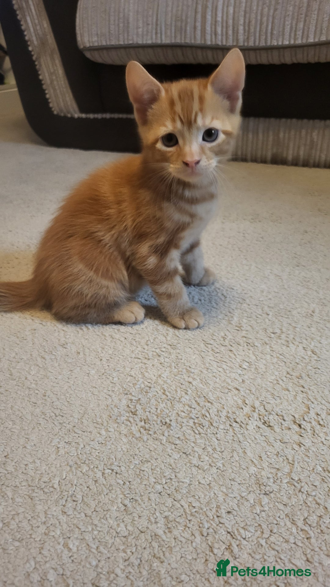 Mixed Breed cats for sale: Kittens Ready Now - Image 11