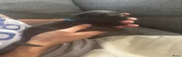 Cane Corso dogs for sale: 11 beautiful Cane Corso puppies Availabe - Advert 5
