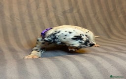 Dalmatian dogs for sale: Ready to Home Dalmatian Puppies  - Image 24