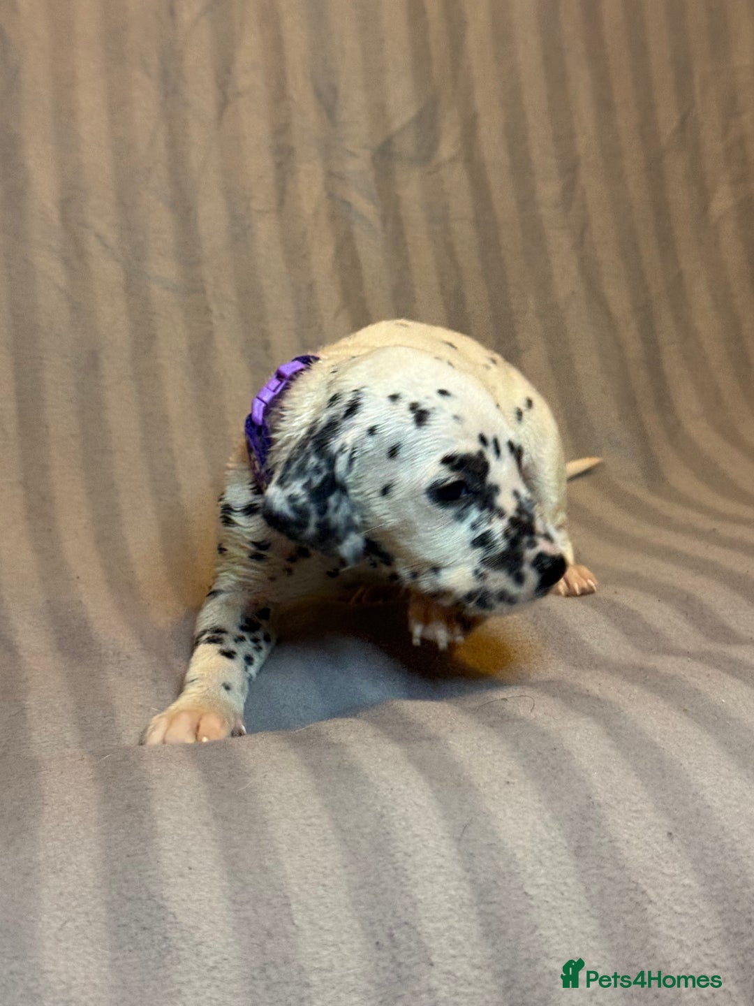 Dalmatian dogs for sale: Ready to Home Dalmatian Puppies  - Image 24