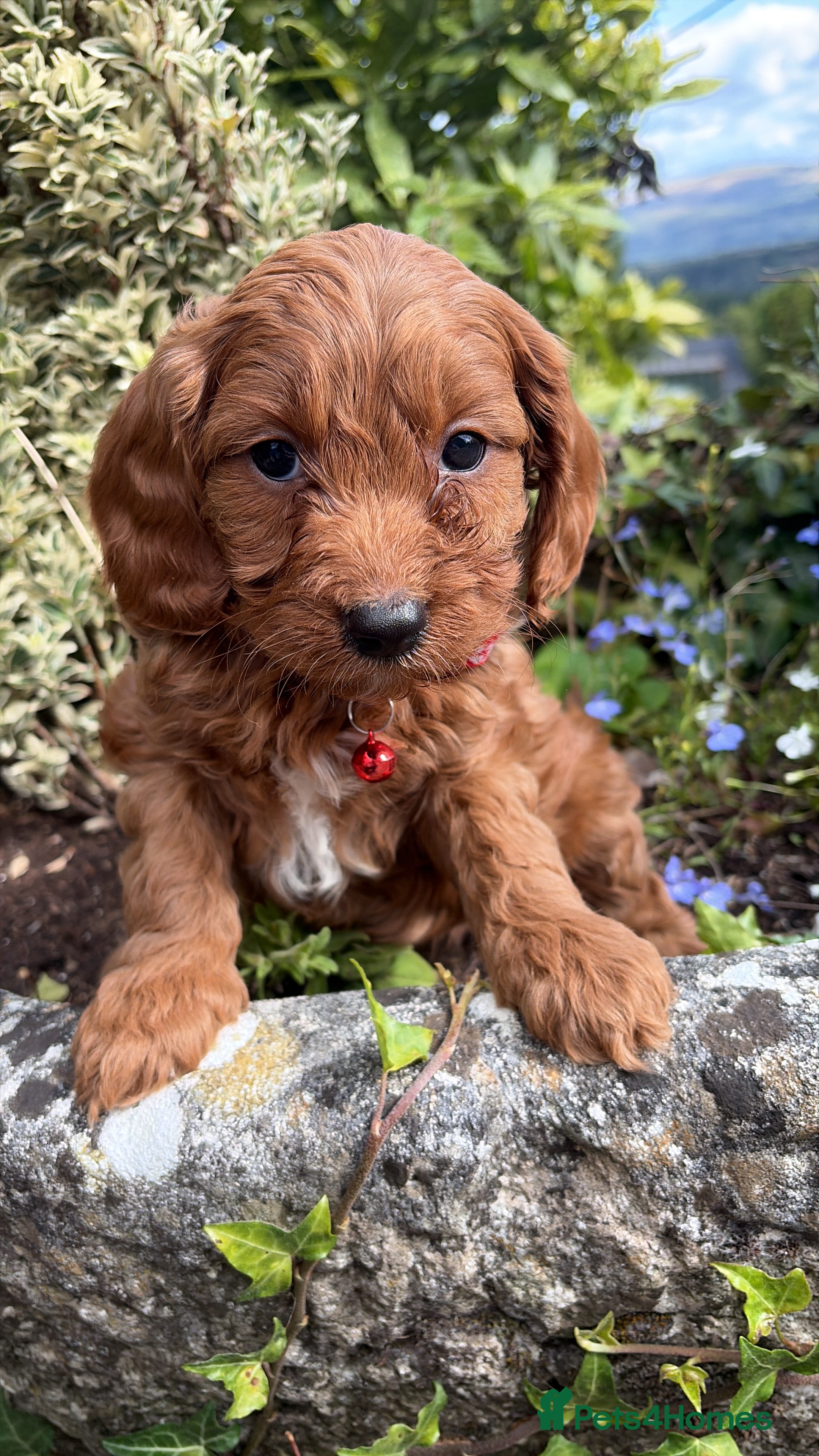 Cavapoo dogs F1 type Fox red & white Cavapoo Puppies  - Advert 2