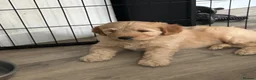 Goldendoodle dogs for sale: Beautiful Medium size Goldendoodle in London - Advert 4