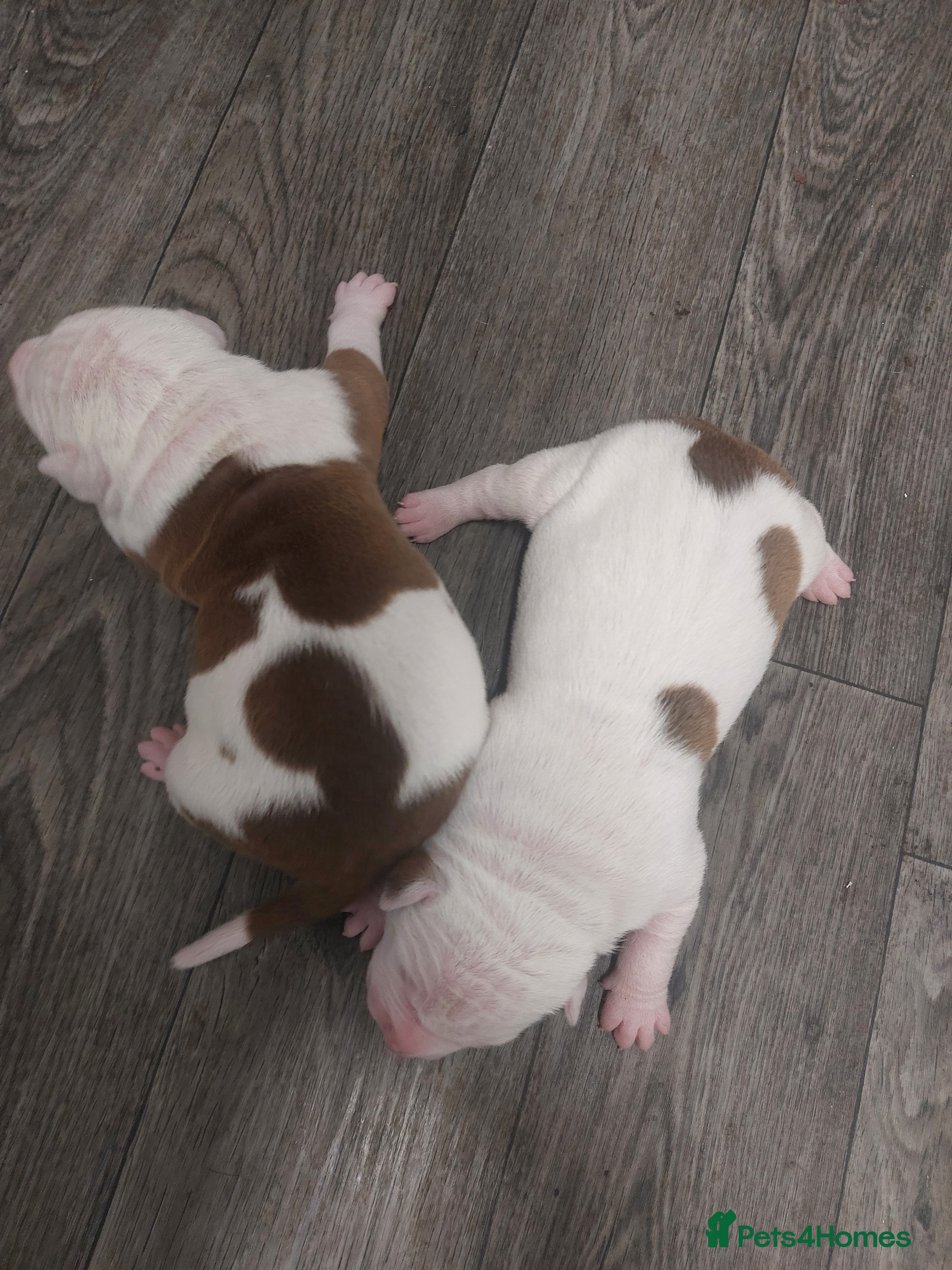 American Bulldog dogs Beautiful American bulldog puppies  - Advert 8
