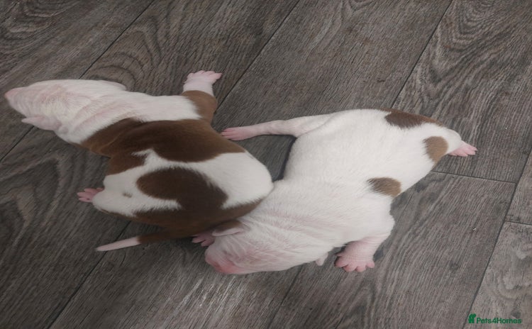 American Bulldog dogs - Advert 1