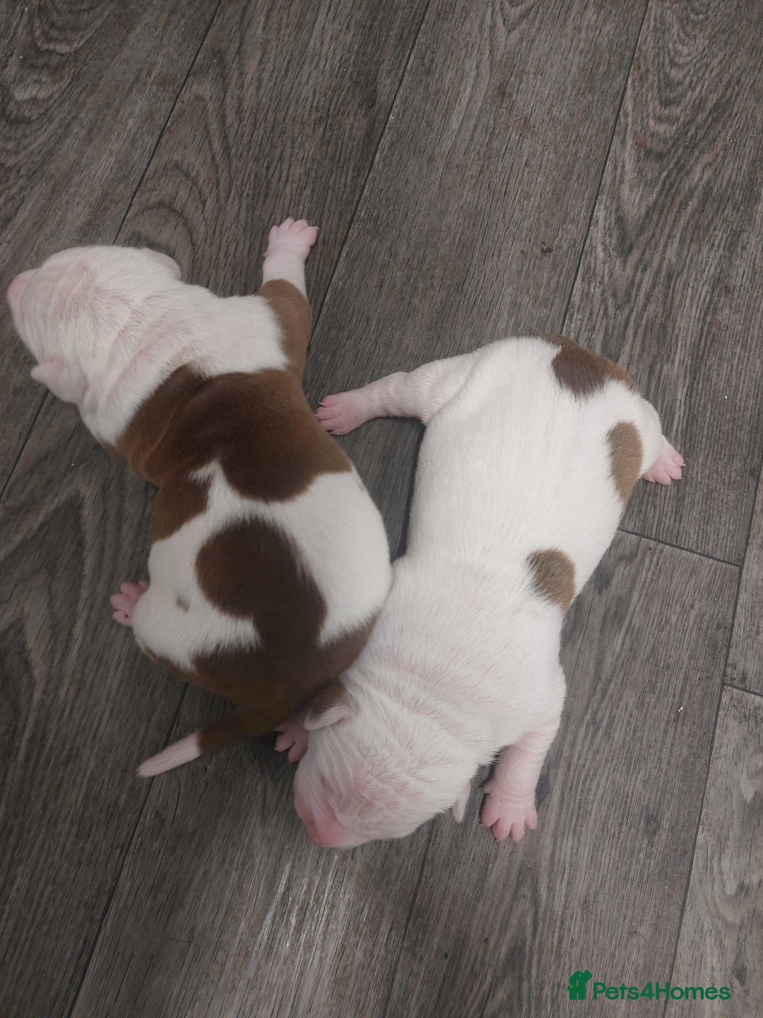 American Bulldog dogs for sale: Beautiful American bulldog puppies  - Image 1