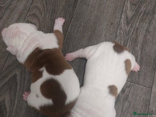 American Bulldog dogs - Advert 7