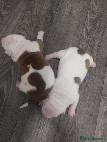 American Bulldog dogs - Advert 1