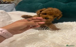 Toy Poodle dogs for sale: Pocket-Sized Love&Personality: Meet Our Toy Poodle - Image 11