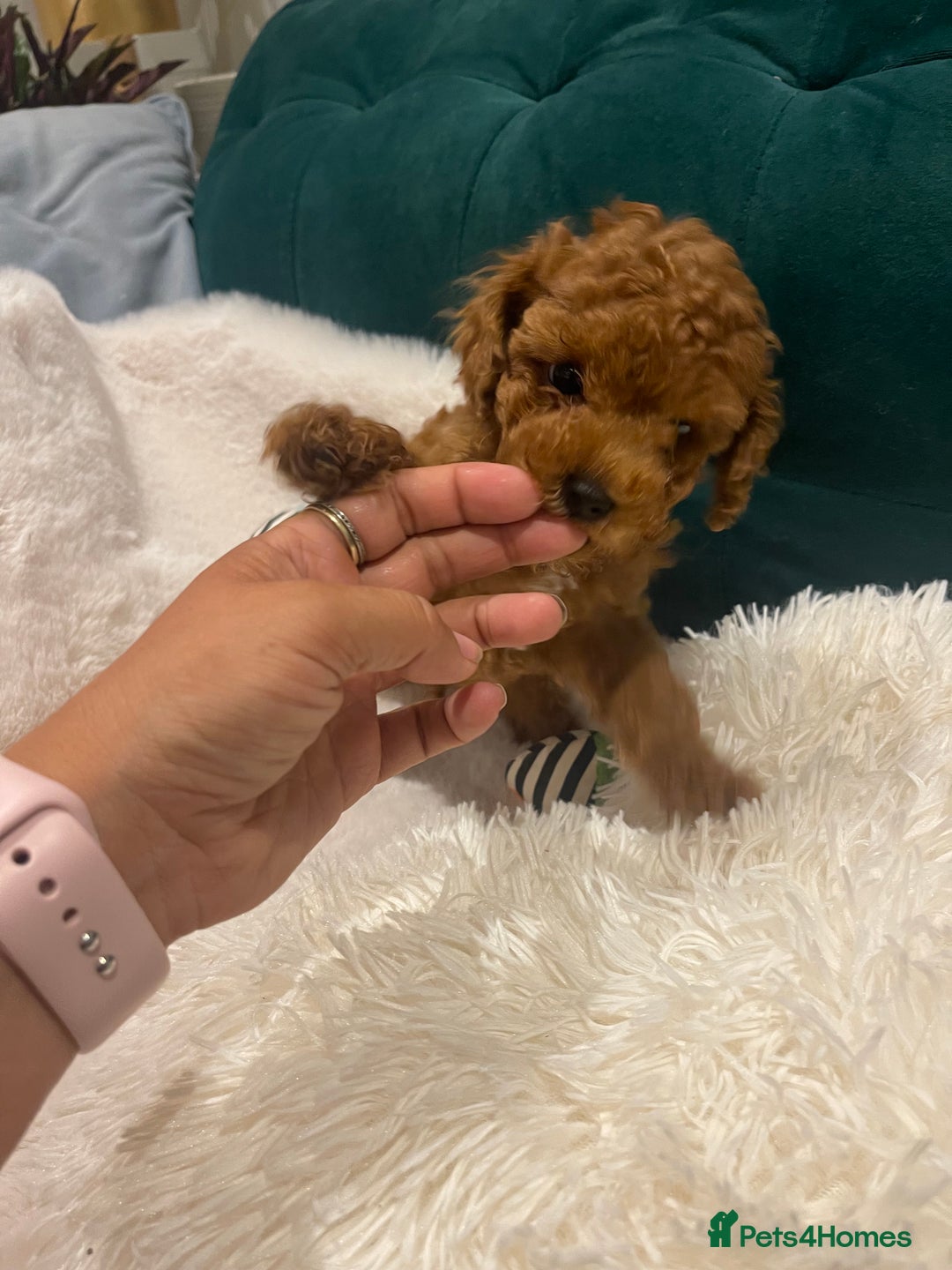 Toy Poodle dogs for sale: Pocket-Sized Love&Personality: Meet Our Toy Poodle - Image 11