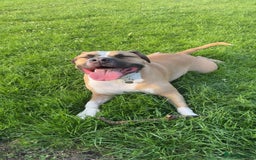 Mixed Breed dogs for sale: Bodhi - 2 Year Old AmBull X - Image 8