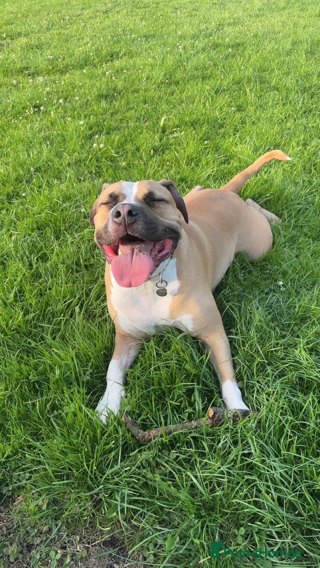 Mixed Breed dogs for sale: Bodhi - 2 Year Old AmBull X - Image 8