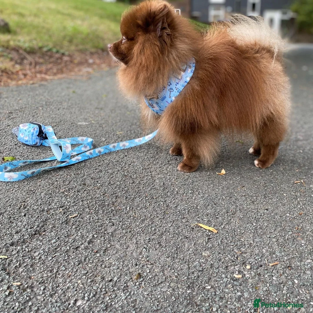 Pomeranian dogs for stud: Chocolate Stud Kc Registered ,Embark tested in Runcorn - Advert 12