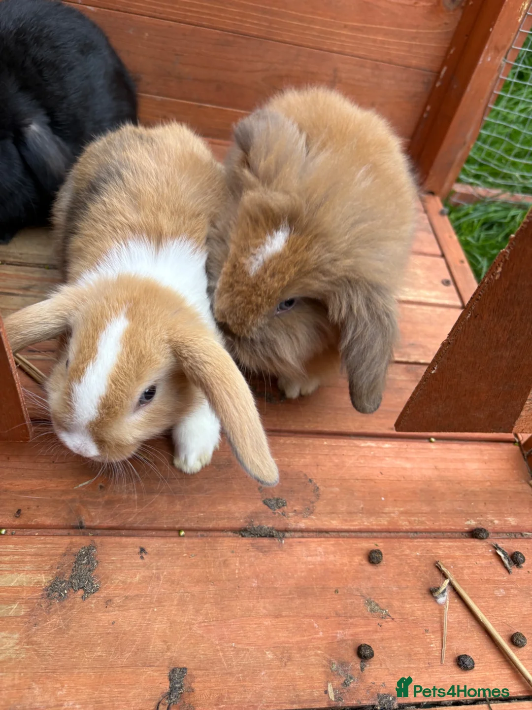 Mini Lop rabbits for sale: Mini lop baby rabbits - Advert 9