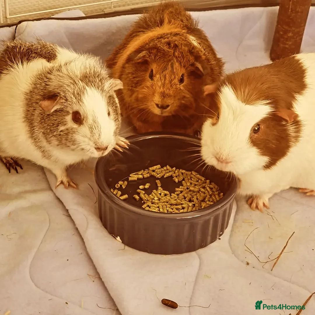 Guinea Pig rodents for sale: 3 bonded female guinea pigs for free - Advert 1
