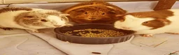 Guinea Pig rodents for sale: 3 bonded female guinea pigs for free - Advert 1