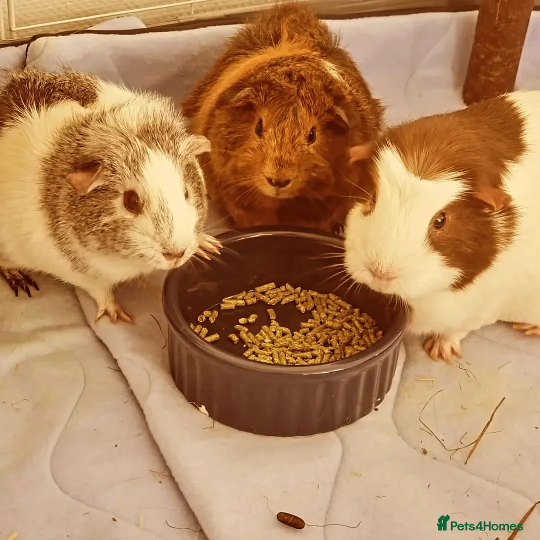 Guinea Pig rodents for sale: 3 bonded female guinea pigs for free - Advert 1