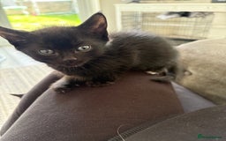 Persian cats for sale: Persian Kittens - Image 1