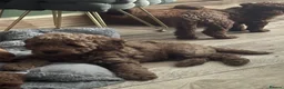 Cavapoo dogs for sale: F1b Cavapoo - Advert 4