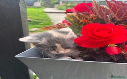 Domestic Shorthair cats for sale: Beautiful shorthair mixed colour kittens  - Image 14