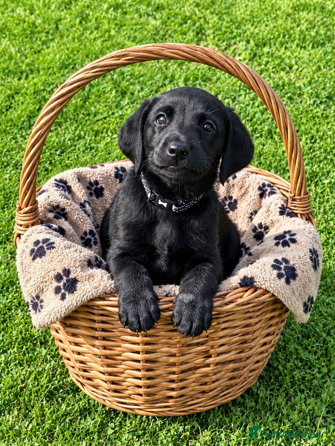 Labrador Retriever dogs Superb Working Labrador Puppies - Advert 1