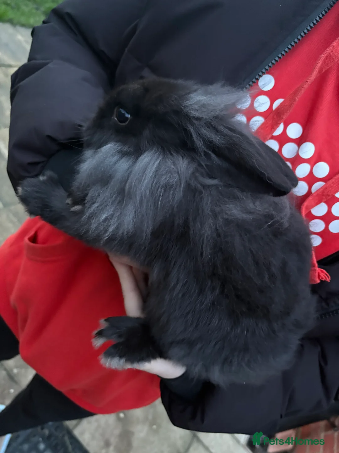 Mixed Breed rabbits for sale: Lionhead cross Holland lop - Advert 1