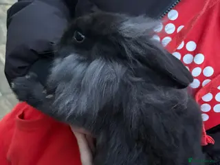 Mixed Breed rabbits Lionhead cross Holland lop - Advert 1