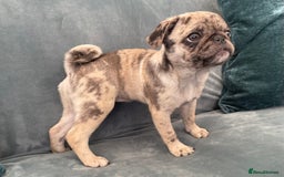 Pug dogs for sale: Pug Puppies  - Image 16