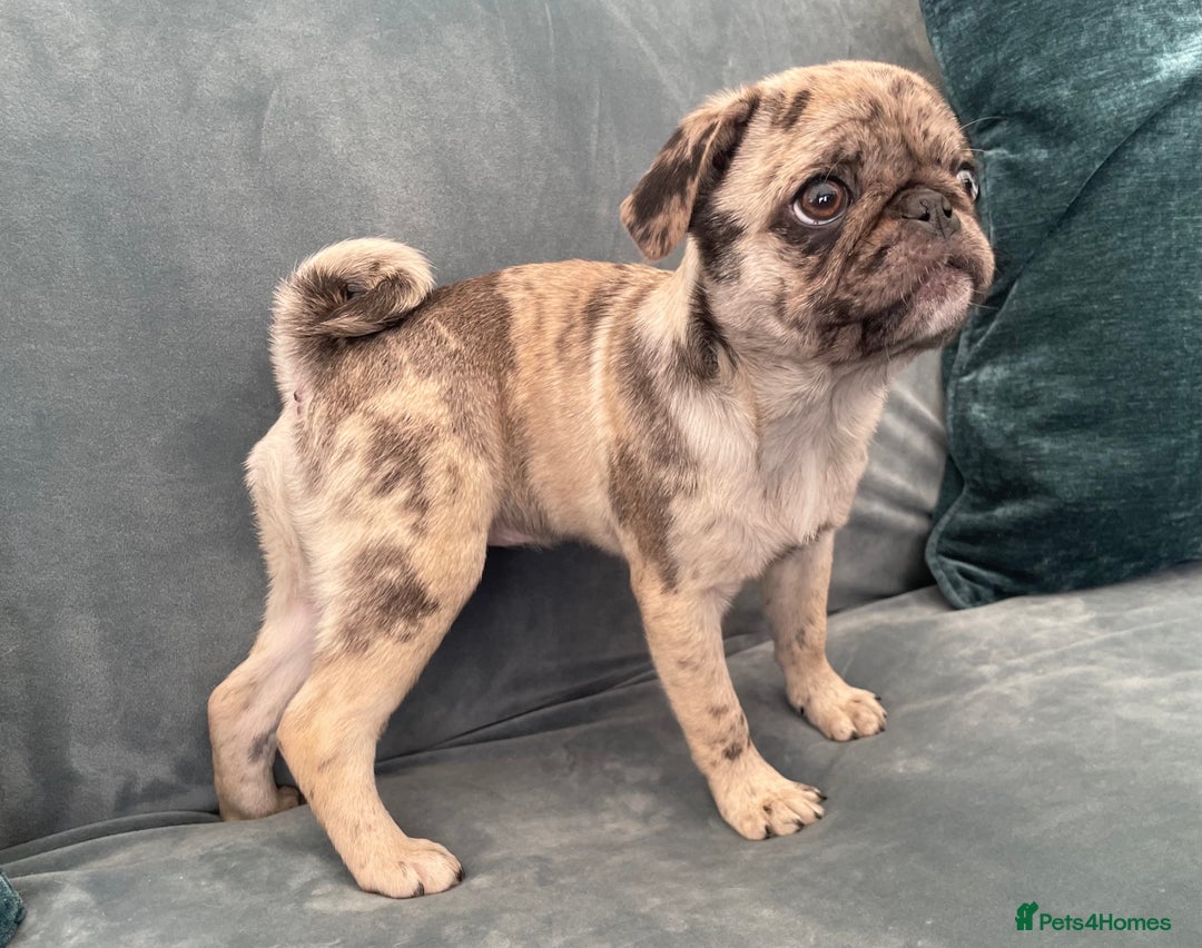 Pug dogs for sale: Pug Puppies  - Image 16