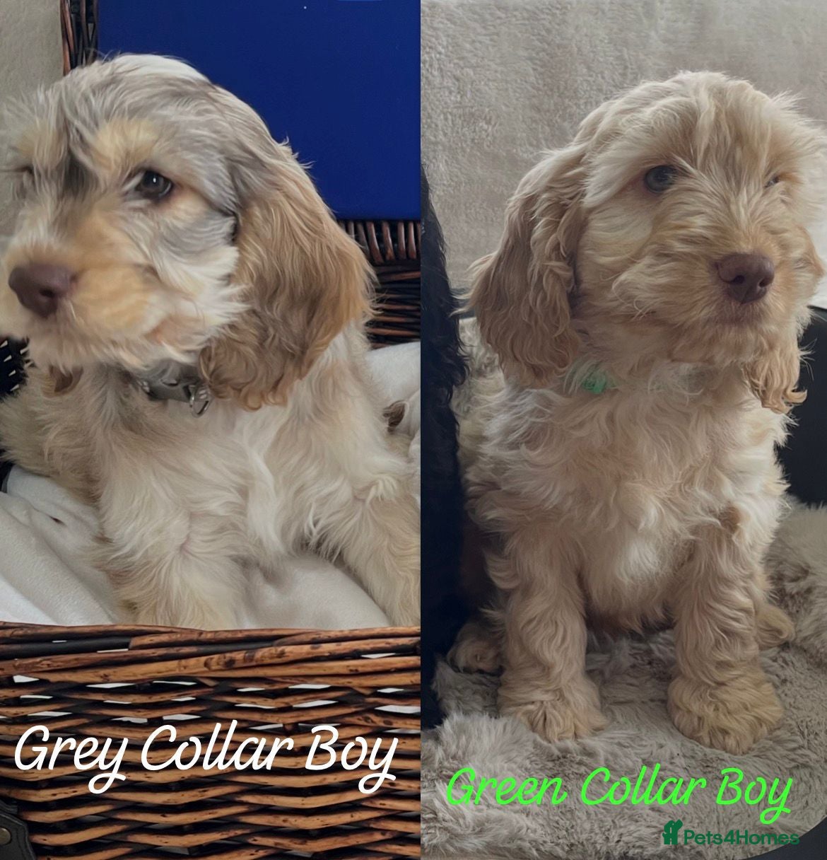Cockapoo dogs F1 Cockapoo Puppies 2 BOYS READY TO LEAVE - Advert 13