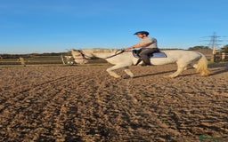 Irish Cob horses for sale: 16hh ex trekking cob mare  - Image 8