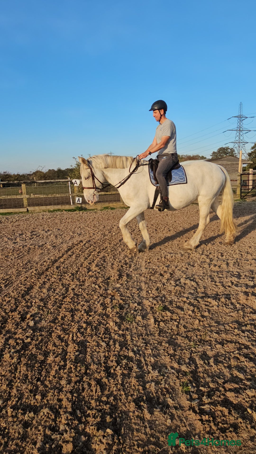 Irish Cob horses for sale: 16hh ex trekking cob mare  - Image 8