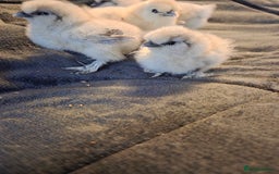 Chickens poultry for sale: USA MINI SILKIES  - Image 6