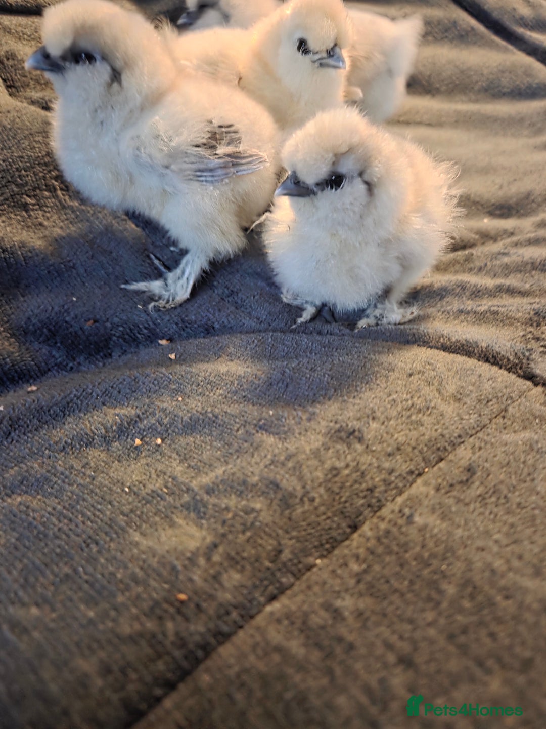 Chickens poultry for sale: USA MINI SILKIES  - Image 6