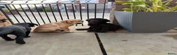 Labrador Retriever dogs for sale: Labrador puppies  - Advert 9
