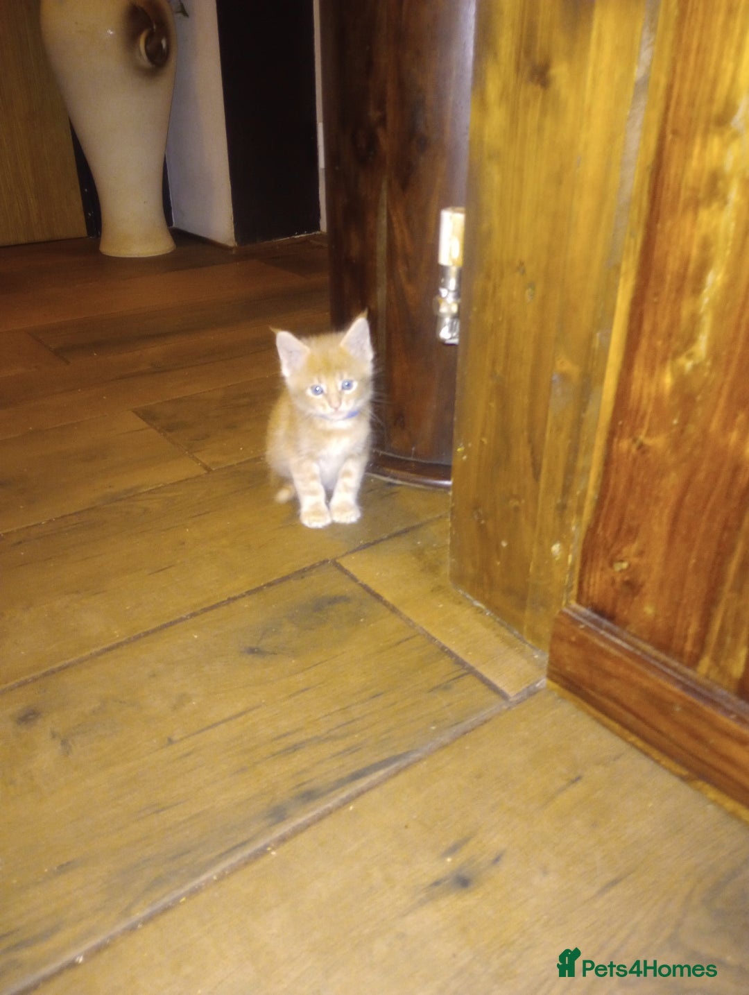Maine Coon cats for sale: I have Beautiful healthy maicoon XL  - Image 24