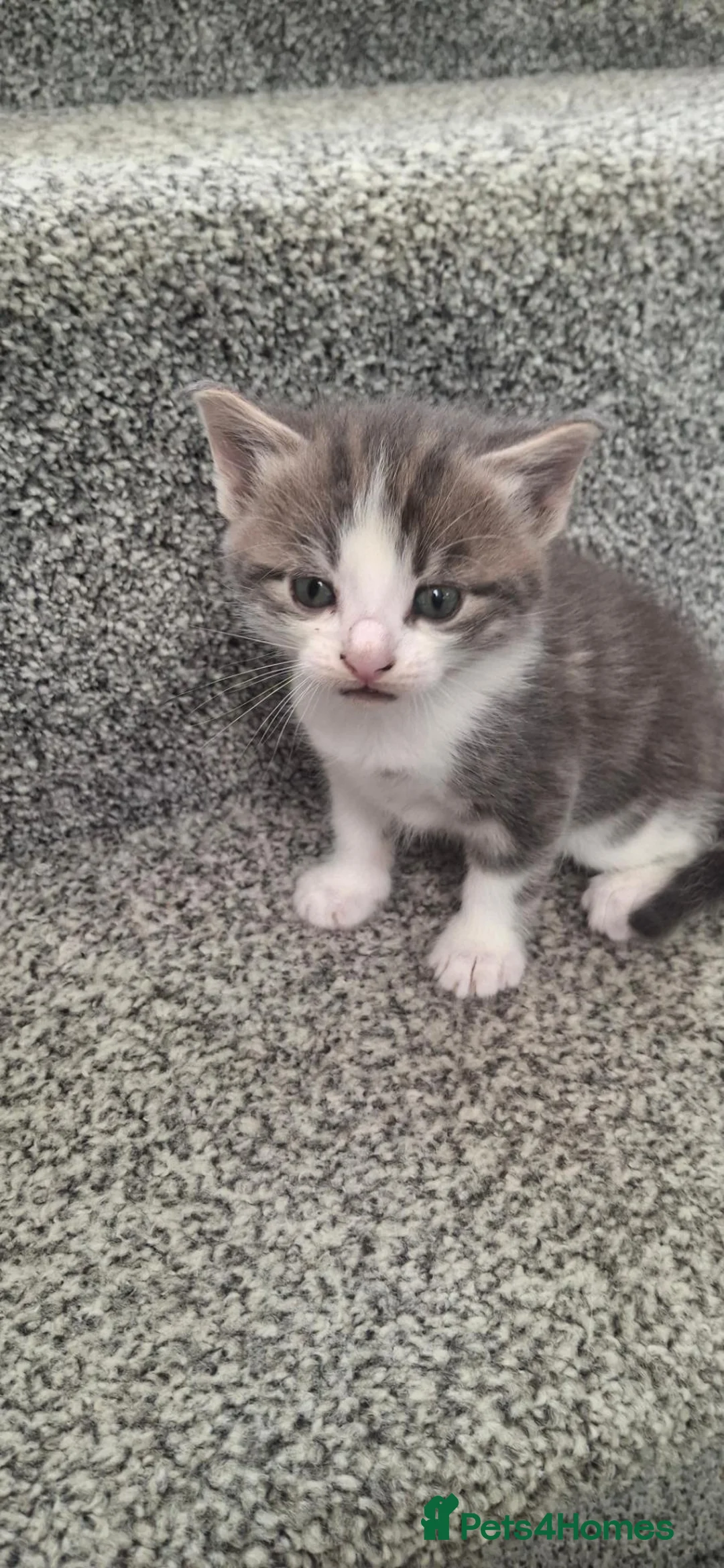 Mixed Breed cats for sale: Cuddly kittens to a lovely home - Advert 2