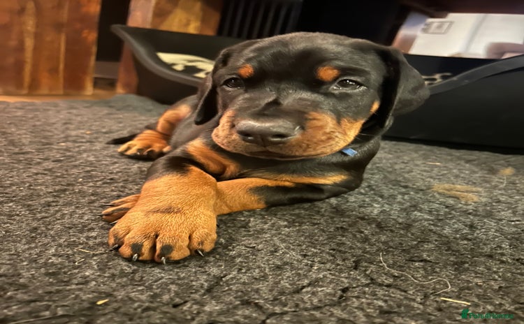 Dobermann dogs - Advert 12