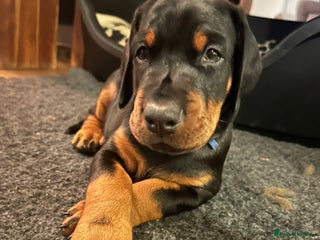 Dobermann dogs - Advert 35