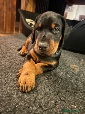 Dobermann dogs - Advert 10