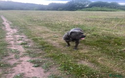 Mixed Breed dogs for sale: Cane Corso x Great Dane pups !! 7 available !! - Image 17