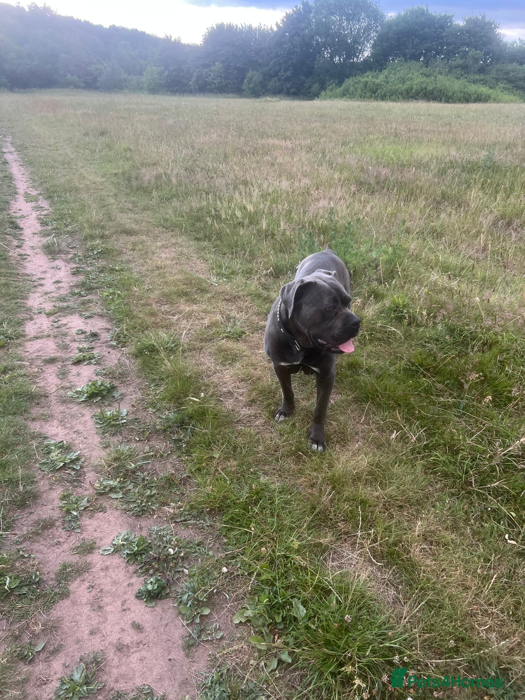 Mixed Breed dogs for sale: Cane Corso x Great Dane pups !! 7 available !! - Image 17