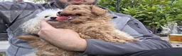 Toy Poodle dogs for sale: Toy poodle little girl (KC registered ) - Advert 5
