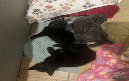 Russian Blue cats for sale: Three half Russian blue kittens  - Image 8