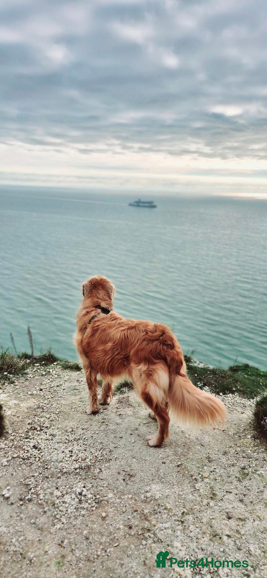 Golden Retriever dogs for sale: Henlo - Advert 4