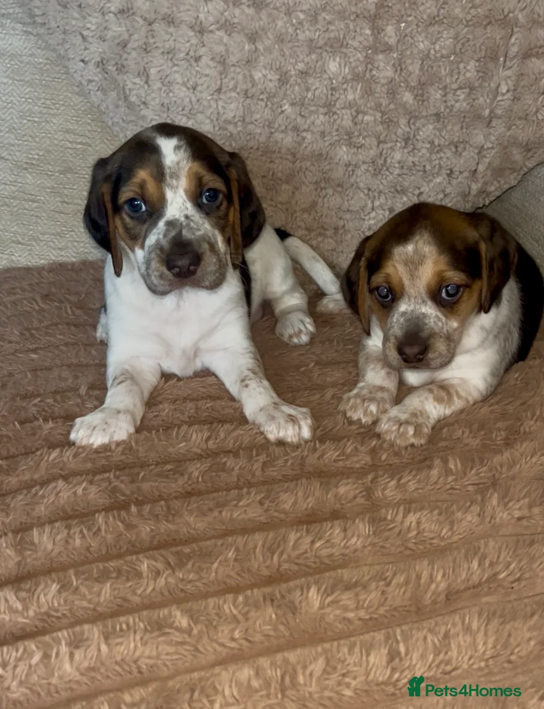 Beagle dogs for sale: Health tested beagle puppies  - Advert 1