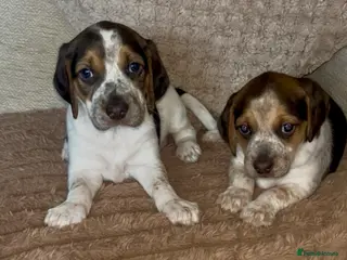 Beagle dogs Health tested beagle puppies - Advert 12