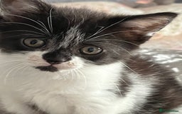 Mixed Breed cats for sale: Two orphaned kittens  - Image 5